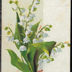 Cartão postal vintage por volta de 1907 Flores brancas
