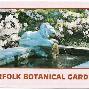 Cartão postal vintage Jardim Botânico de Norfolk Azáleas em flor