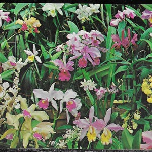 Vintage Postkarte Circa 1960 Orchidee Jungle Gardens Florida Weeki Wachee Spring