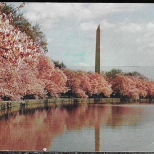 Cartolina d'epoca circa 1950 Il monumento a Washington Ciliegi in fiore Washington DC