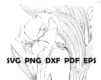 Orchid Flower Coloring Pages, Vintage Botanical Drawings (PDF)
