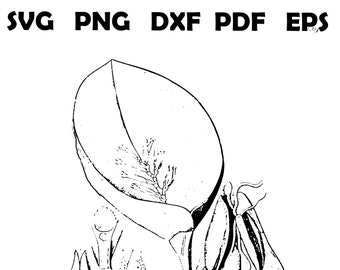 Orchid Coloring Pages, Vintage Botanical Illustrations (PDF)