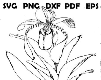 Orchid Flower Coloring Sheet, Vintage Plant Drawing (pdf, svg, png, dxf, eps)