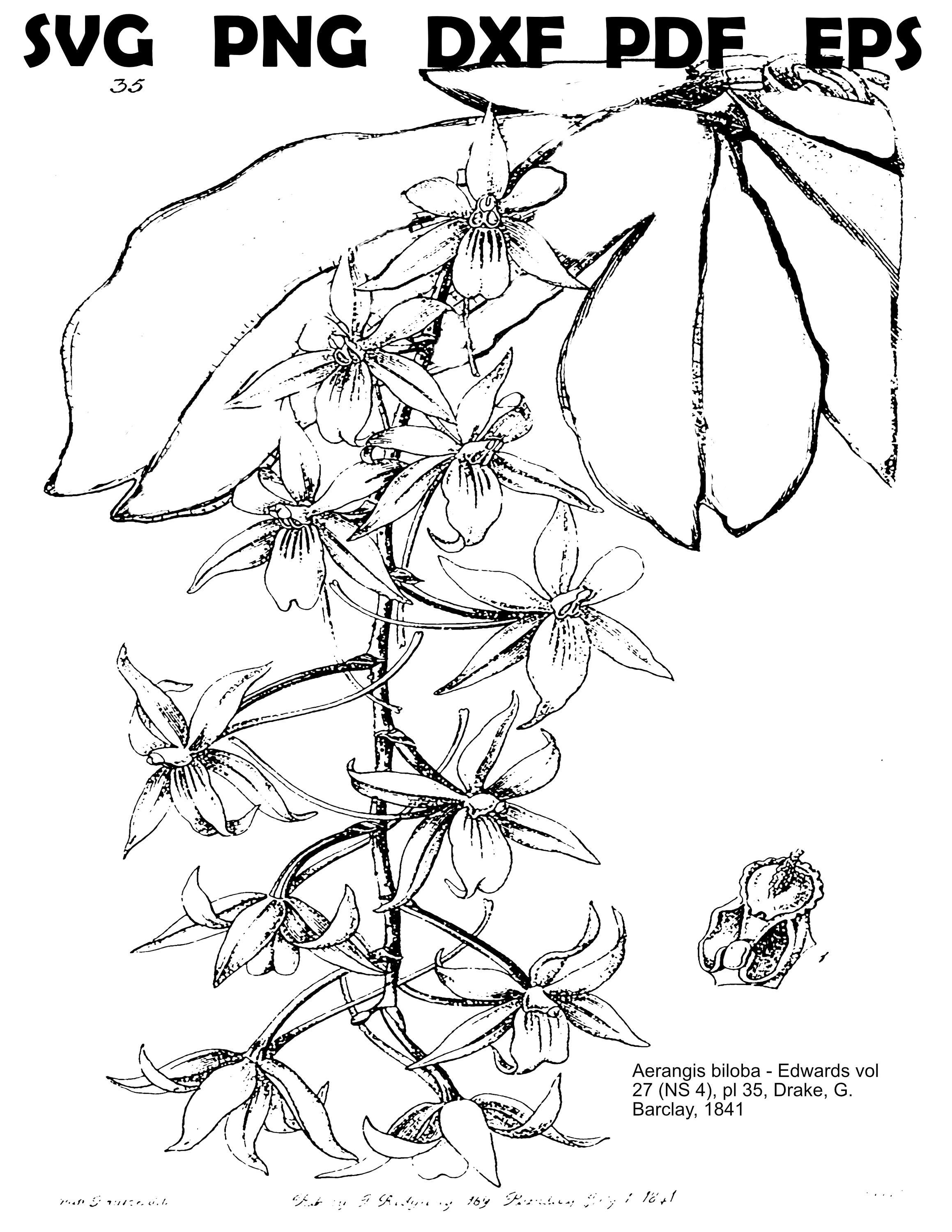 5 Coloring Sheets, Different Orchid Flowers, Part of the Orchid Plant  Series, for Adults and Teens - Based Upon Old Drawings, KDP - Etsy, image size:2318x3000