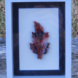 Agate Leaf Framed in Shadowbox | 3 Inch Leaf | 5 inch by 7 Inch Shadowbox Frame