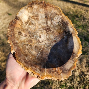 Petrified Wood Bowl | Fossil Bowl | Approximately 6.5x7.5x1.5 length width height | 4 pounds, 4.1 ounces