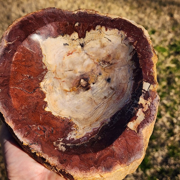 Petrified Wood Bowl | Fossil Bowl | Approximately 6.5x7.5x1.5 length width height | 4 pounds, 4.1 ounces