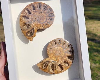 Crystalline Druzy Ammonite Fossil in Shadowbox | 5x7 Recycled Frame