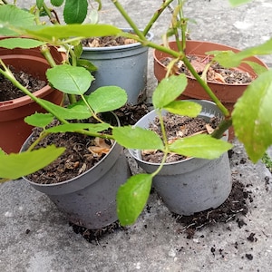 May include: A collection of five small plant pots containing rose bushes with green leaves and stems. Two pots are brown plastic, and three are grey plastic. The pots are filled with dark soil, and some loose soil is visible around the base.