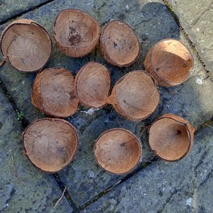 10 irregular  shaped coconut shells for arts and crafts,planter without holes .