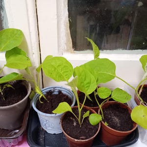 cheese plant buy Buy Monstera Deliciosa main image 0