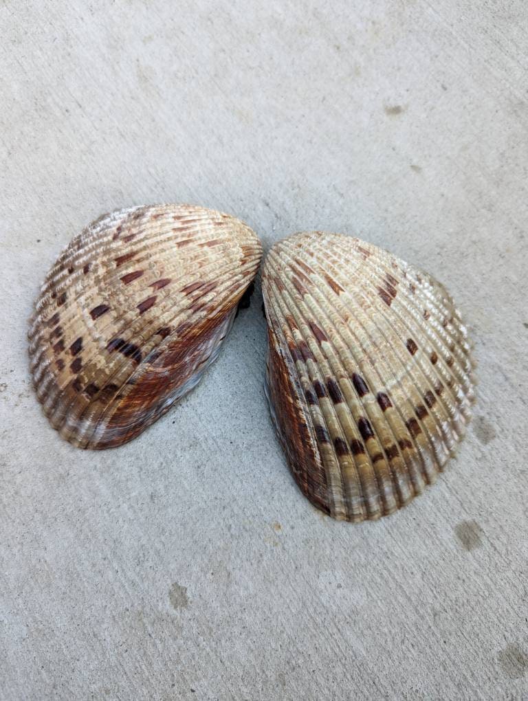 Southern Atlantic Shells Giant Atlantic Cockle Shells of Various Sizes (2-4 Inches) - Etsy