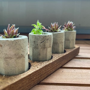Könnte beinhalten: Vier kleine Beton-Pflanztöpfe mit einem Holzsockel. Jeder Topf enthält eine kleine Sukkulente. Die Töpfe sind hellgrau und der Sockel ist dunkelbraun.