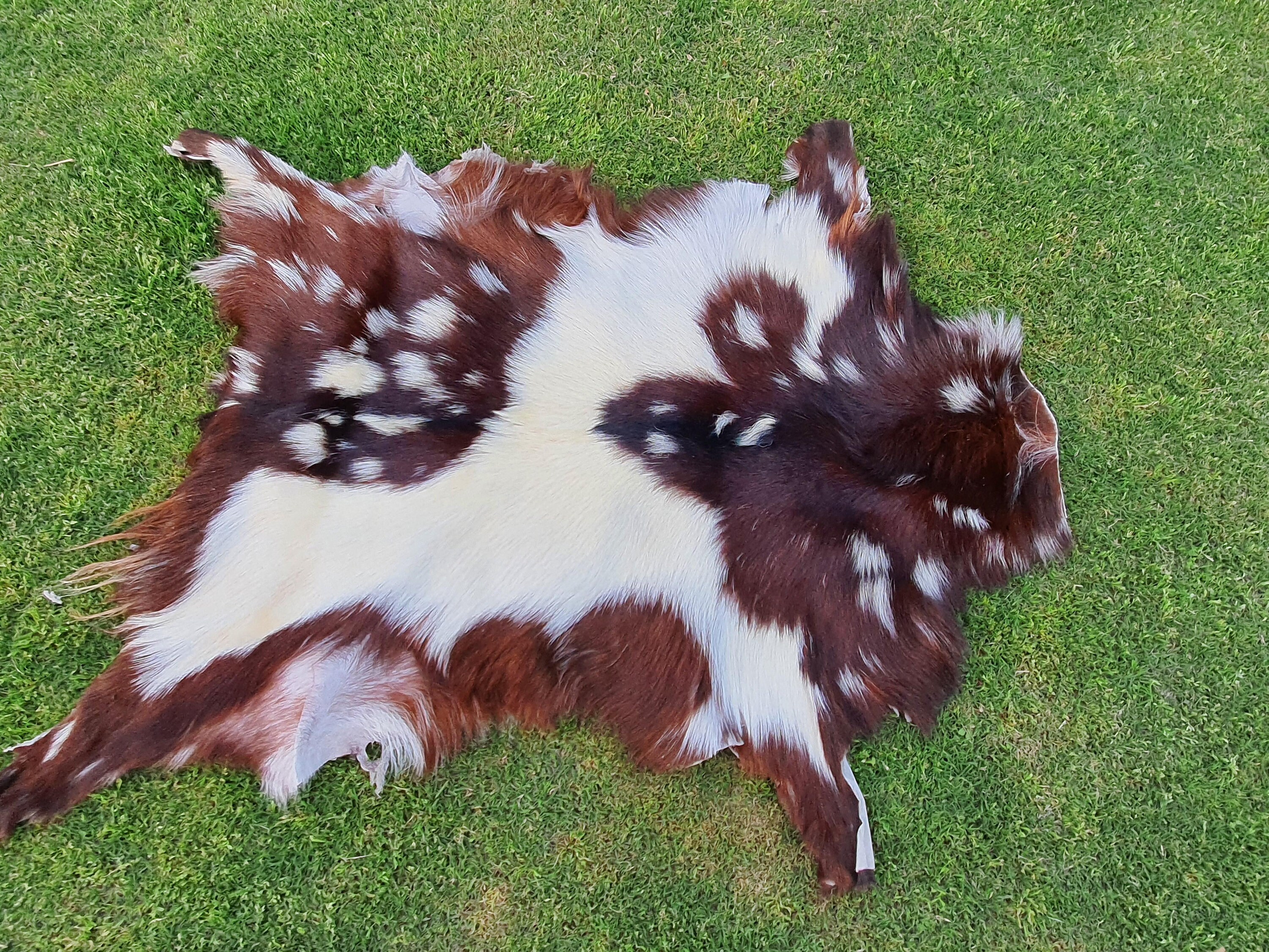 Original Goatskin Hide Brown Goat Skin Rug Goatskin Pelt Etsy
