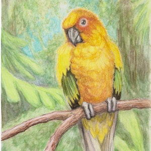 Print Parrot Watercolor Pencil Painting