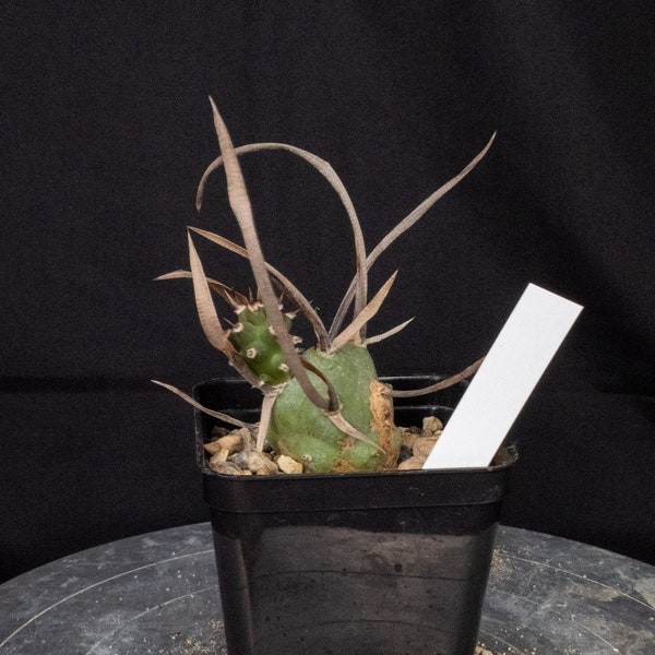 Tephrocactus articuliere papyracanthus