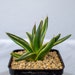 see more listings in the Agave section