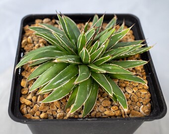 Agave Victoria-reginae crest