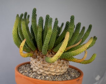 Euphorbia caput-medusae