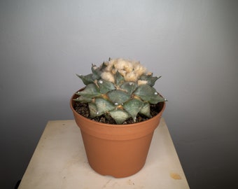 Ariocarpus  ZELDZAME OUDE PLANT #002