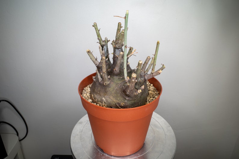 Adenia spinosa image 3