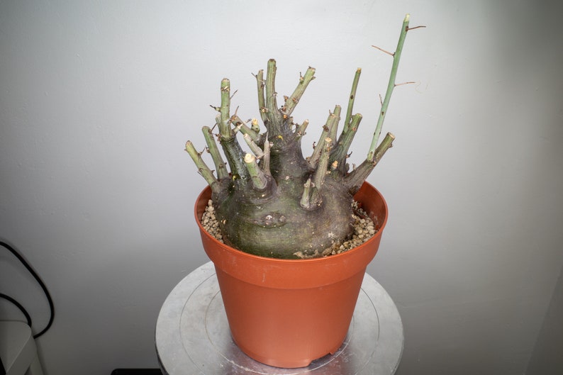 Adenia spinosa image 2