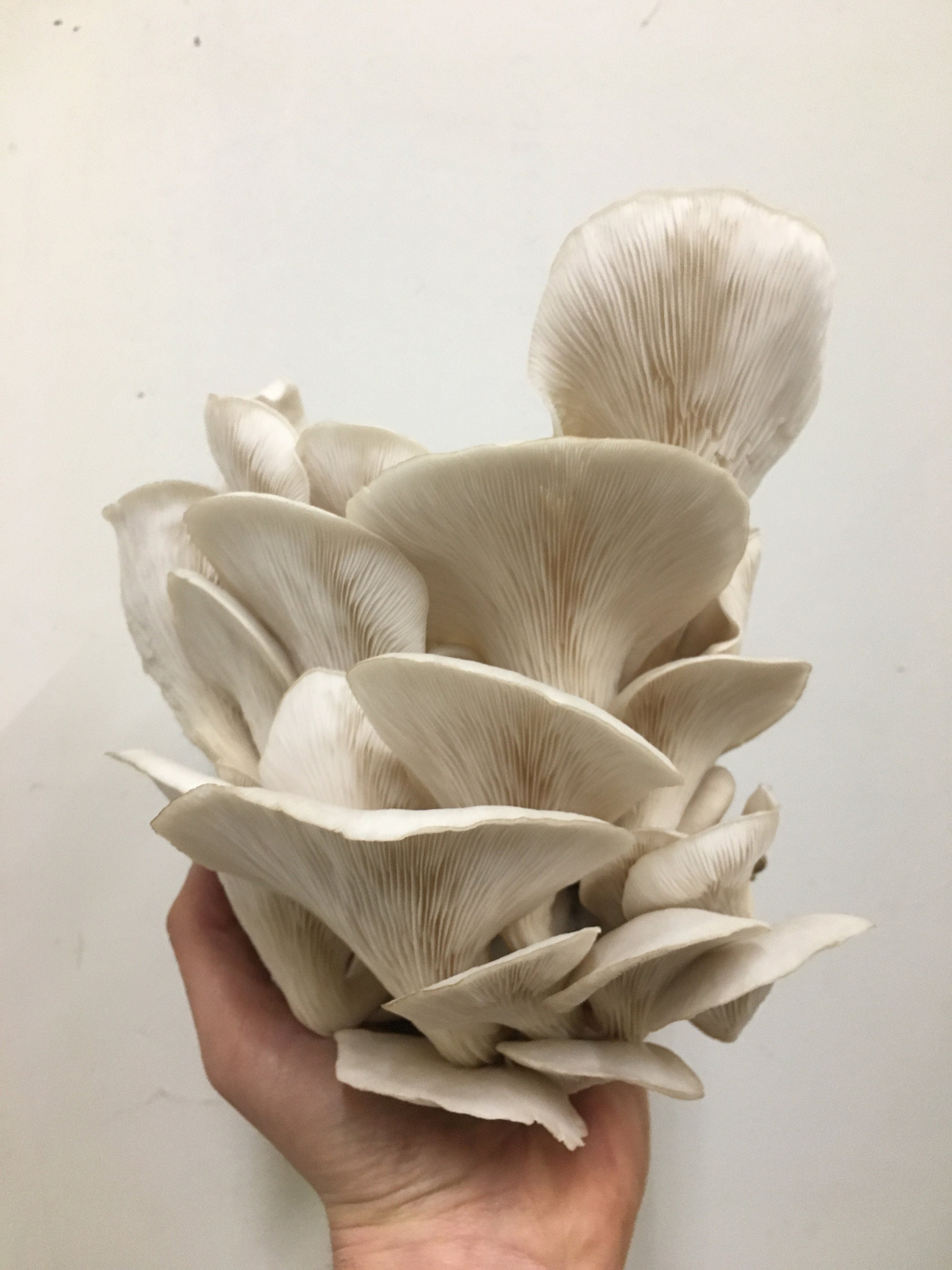 Lion's Mane, Oyster and King Trumpet Grow Kits FREE SHIPPING Etsy
