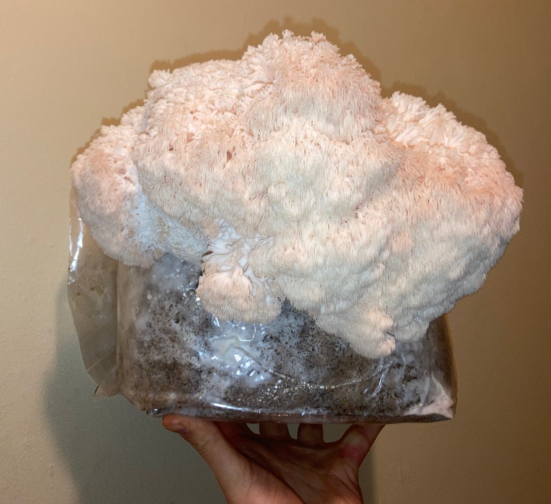 Lion's Mane, Oyster and King Trumpet Grow Kits FREE SHIPPING Etsy