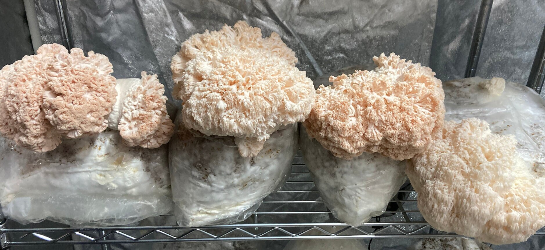 Lion's Mane, Oyster and King Trumpet Grow Kits FREE SHIPPING Etsy