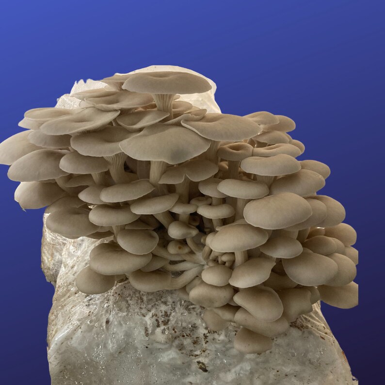 Lion's Mane, Oyster and King Trumpet Grow Kits FREE SHIPPING Etsy