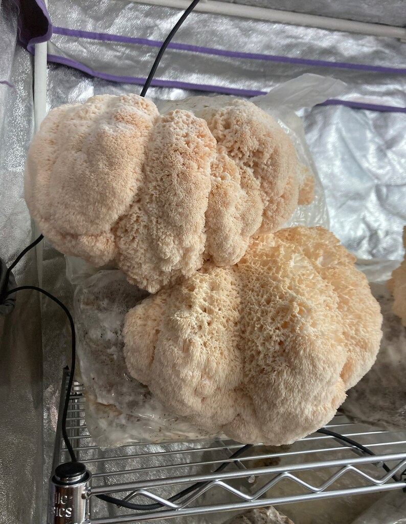 Lion's Mane, Oyster and King Trumpet Grow Kits FREE SHIPPING Etsy