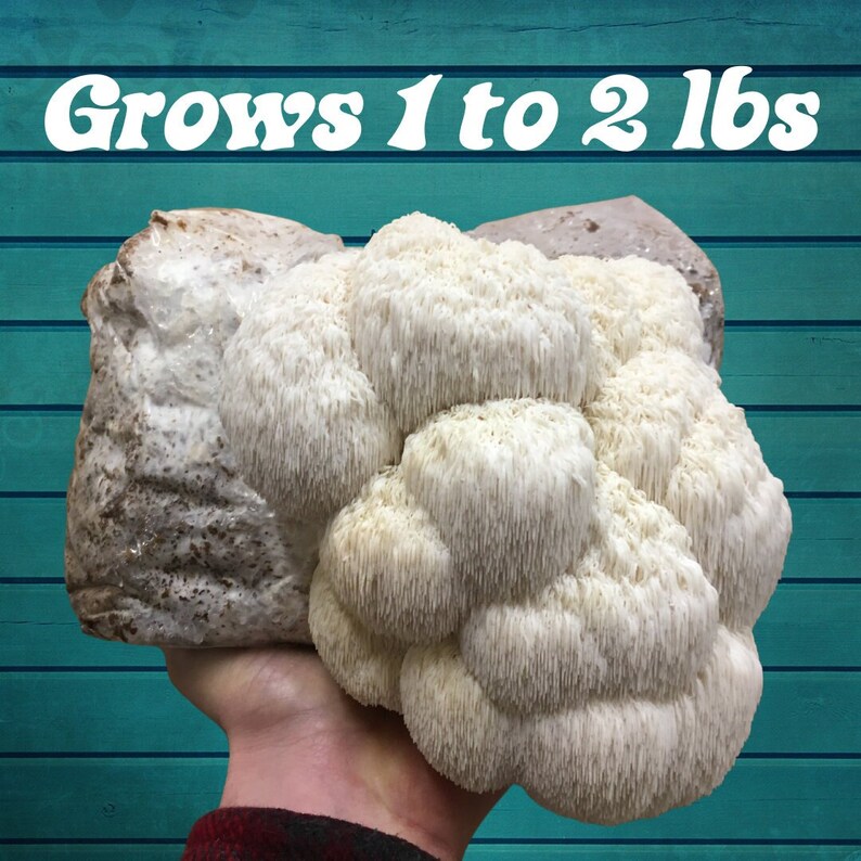 Lion's Mane, Oyster and King Trumpet Grow Kits FREE SHIPPING Etsy