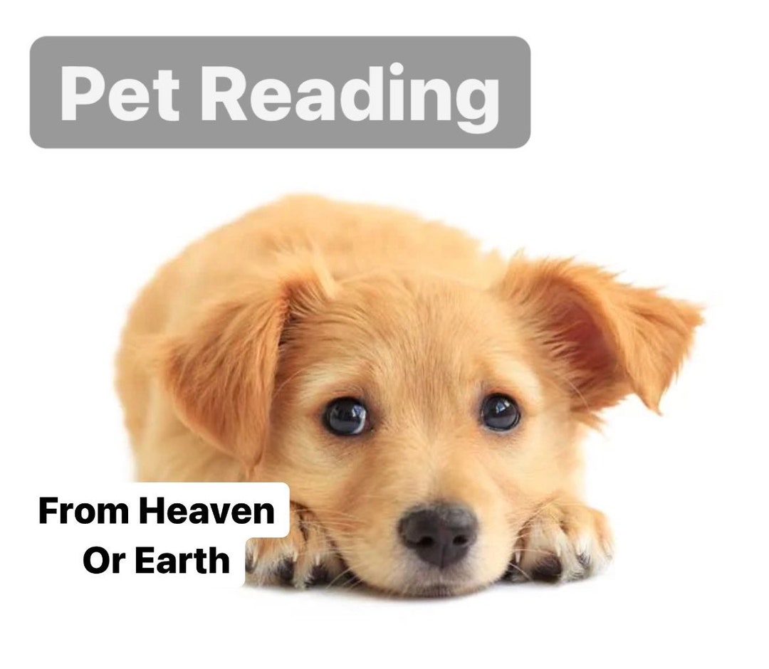 Messages From Your Pet Reading / on Earth or in Heaven SAME Hour/ Day