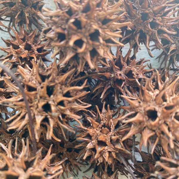 Witches Burrs/Sweetgum Pods