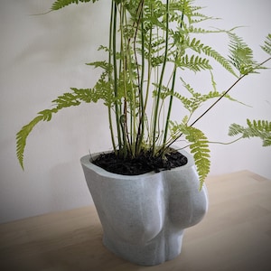May include: A green fern plant in a white, textured, abstract-shaped planter. The planter is shaped like a torso.