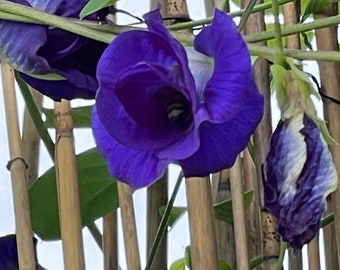 Butterfly Pea Seeds