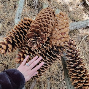 Giant Natural Lake Tahoe Sugar Pinecones
