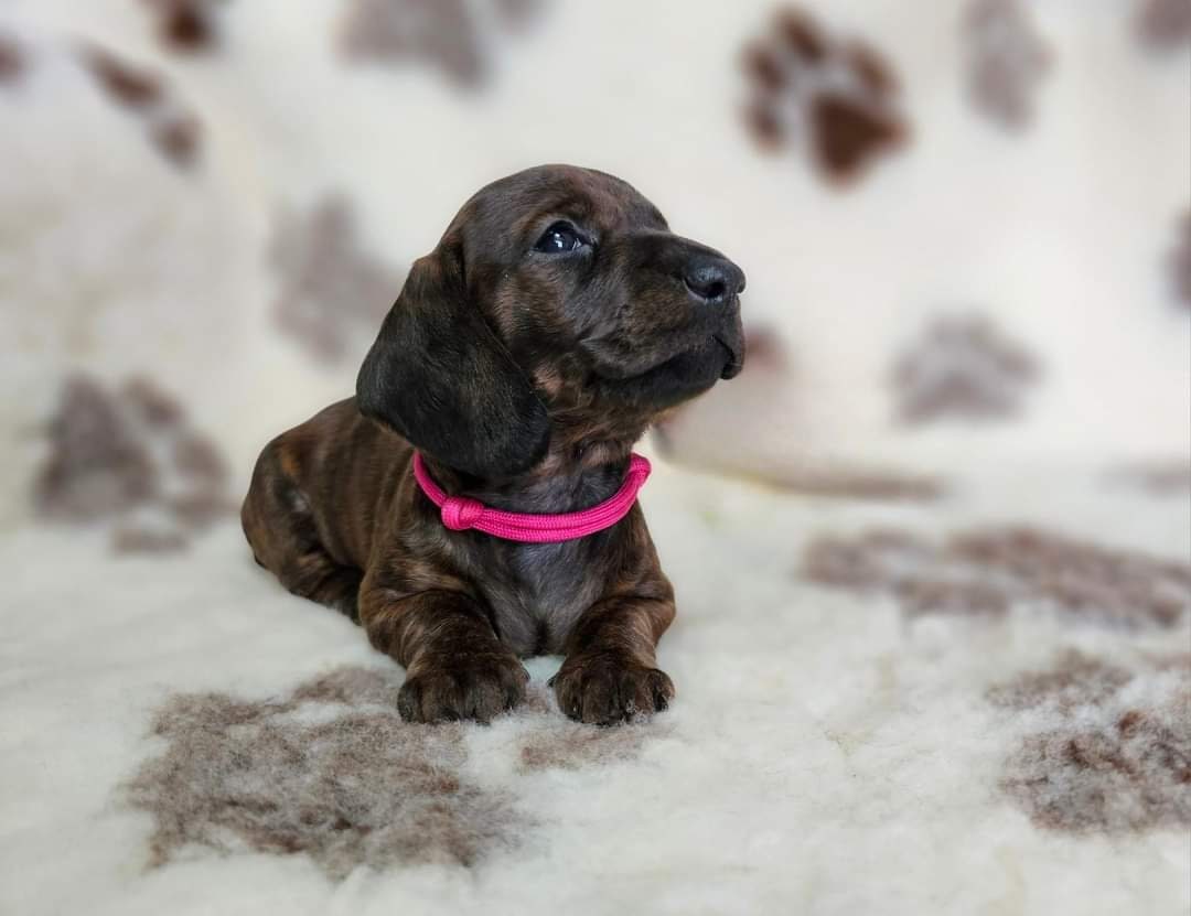 Puppies ID Collars, Adjustable ID Collars, Newborn Puppy ID Bands