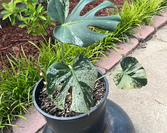 Albo Mint Monstera Deliciosa - Etsy