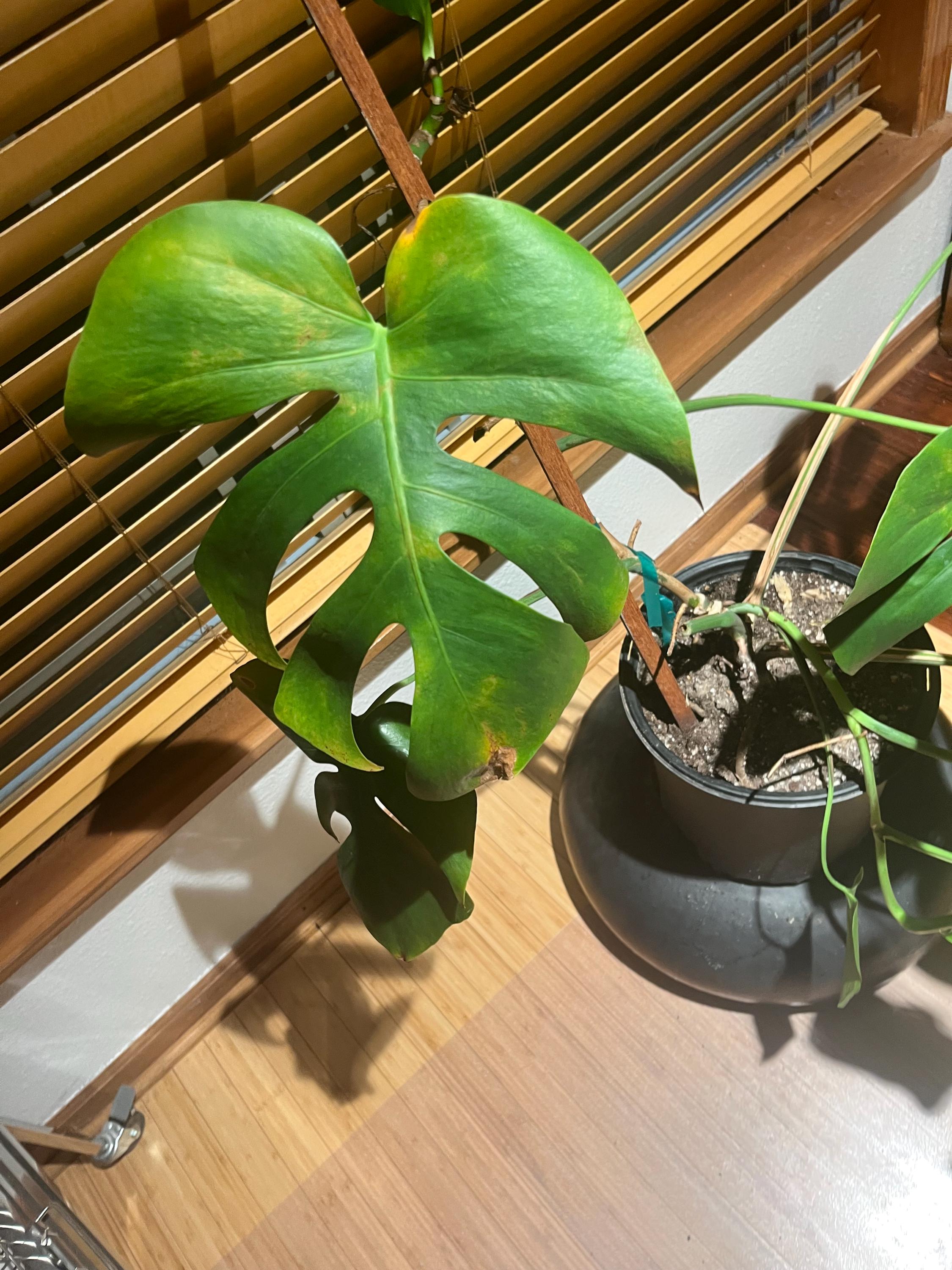 planting fiddle leaf fig Fiddle Leaf Fig