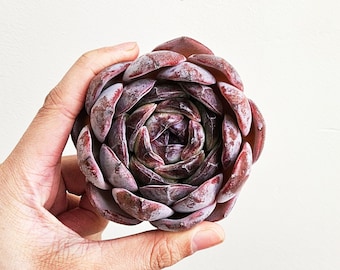 Echeveria Opale Foncé Grande | Succulente coréenne ultra rare exquise | Plante vivante | Montré sur la photo | Pas de graines
