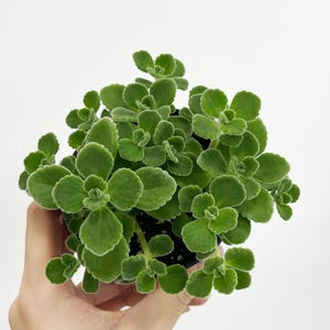 Plectranthus Cerveza'n Lime | Plante rare et exquise | Plante vivante | Photo | Pas une graine
