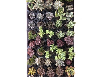 Mixed baby/small succulent bundle | Rare Local Succulent | Living Plant | Shown on Pic | Not Seed