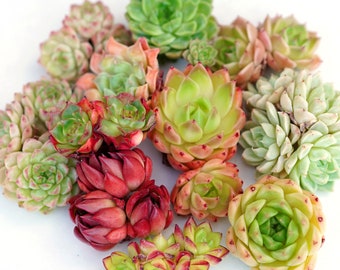 Ensemble de grappes succulentes hybrides premium mixtes | Rares succulentes importées | Plante vivante | Pas de graines