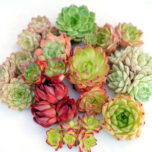 Mixed Premium Hybrid Succulent Cluster Bundle | Rare Imported Succulent | Living Plant | Not Seed