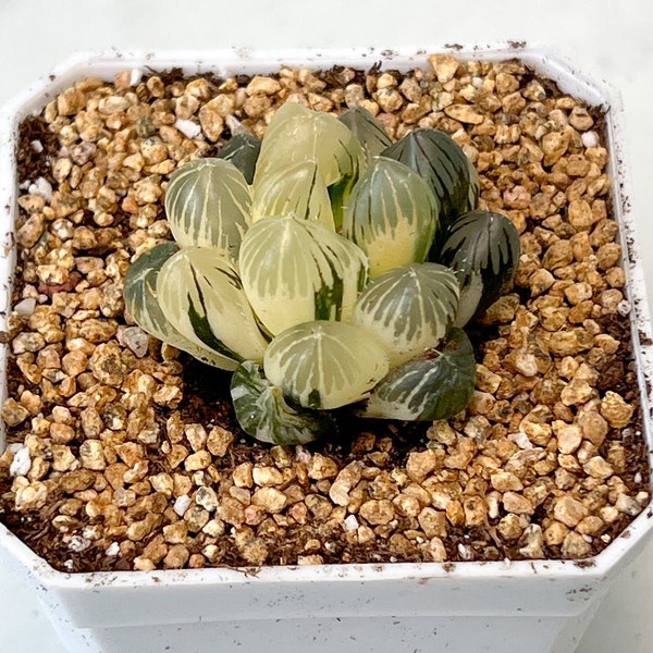 Haworthia Rose Obtusa Panaché | Exquise succulente coréenne ultra rare | Plante Vivante | Montré sur Pic | Pas de graine