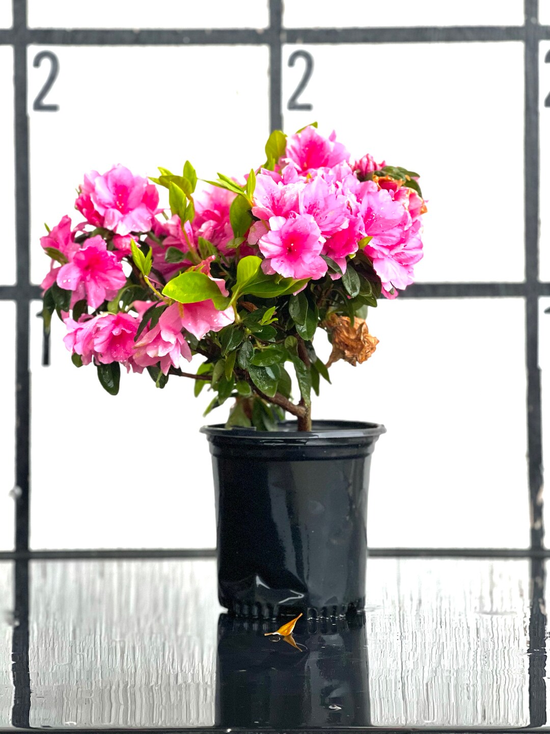 Azalée Rose Ruffels Pink Ruffle Azalea, Rutherford Hybrid, Pink Ruffle,pink Azalea, Azalea ...