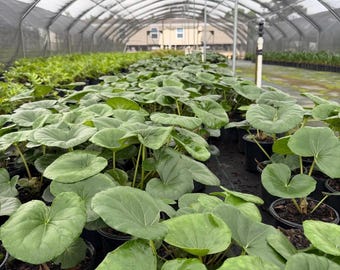 Tractor Seat Ligularia Live Plant – Giant Round Leaf Shade Plant – Tropical Looking Foliage – Outdoor Garden Accent Plant -Live Plant-