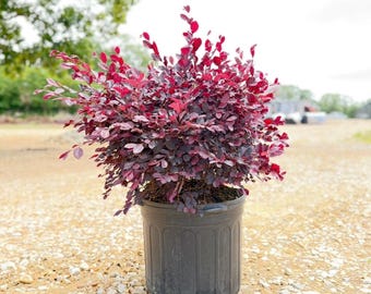 Purple Diamond Loropetalum – Evergreen Shrub – Bright Pink Fringe Flowers – Landscape Plant -Live Plant-