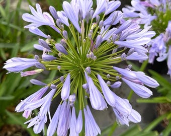 Blue Lily of the Nile: Agapanthus Africanus - 1 Gallon Flowering Perennial  - Etsy